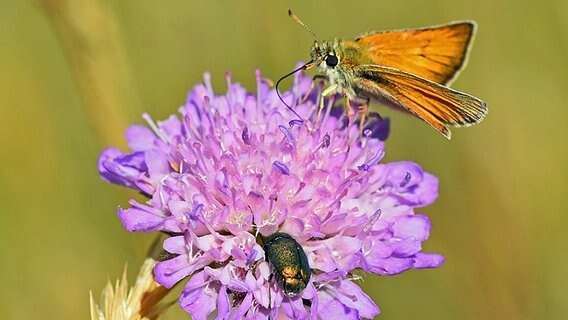 Ein Schmetterling und ein Käfer auf einer Blume. © NDR Foto: Katrin Kunkel aus Ribnitz-Damgarten