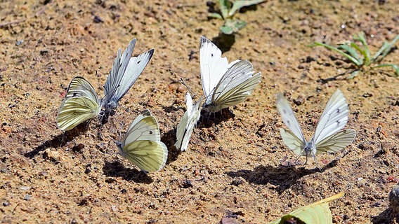 Schmetterlinge © NDR Foto: Katrin Kunkel aus Ribnitz-Damgarten