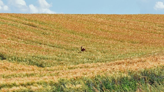 Ein Reh springt über ein Getreidefeld © NDR Foto: Katrin Kunkel aus Ribnitz-Damgarten