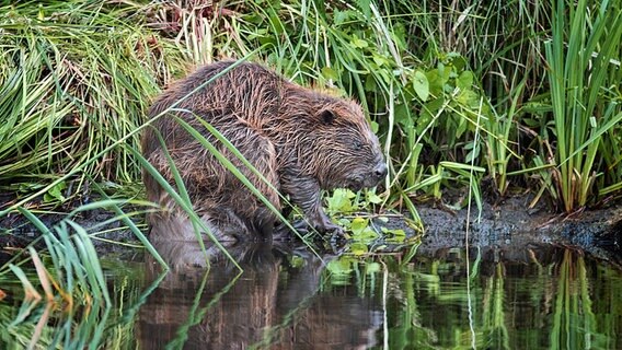 Ein Biber am Wasser © NDR Foto: Angela Mahler aus Lubmin