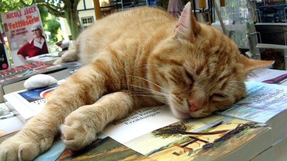 Eine Katze liegt auf Büchern © NDR Foto: Christine Arendt von der Insel Hiddensee