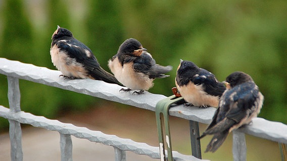 Vier Vögel auf einem Geländer © NDR Foto: Dieter Lubosch aus Trassenheide