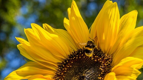 Eine Hummel auf einer Sonnenblume © NDR Foto: Detlef Meier aus Ducherow