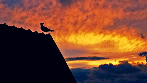 Eine Möwe auf einem Häuserdach vor einem Sonnenuntergang. © NDR Foto: Ulrike Harmel aus Wolgast