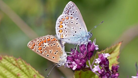 Zwei Schmetterlinge auf einer Blüte © NDR Foto: Katrin Kunkel aus Ribnitz-Damgarten