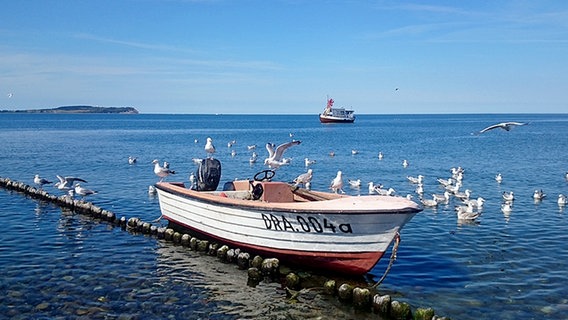 Möwen bei einem kleinen Boot © NDR Foto: Corinna Schaak aus Altenkirchen