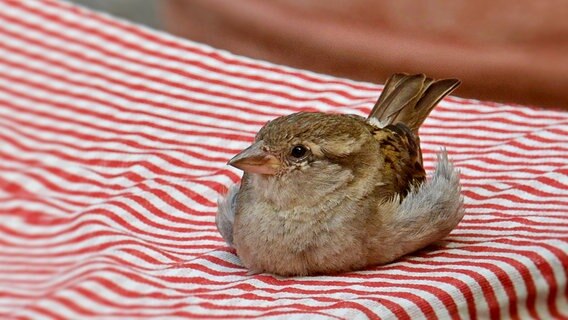 Nahaufnahme von einem Spatz © NDR Foto: Günter Kamp aus Greifswald