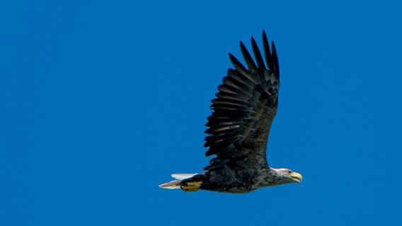 Seeadler in der Luft © NDR Foto: Carsten Weule aus Berlin