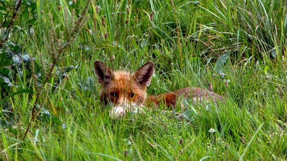 Ein Fuchs im tiefen Gras © NDR Foto: Carsten Weule aus Berlin