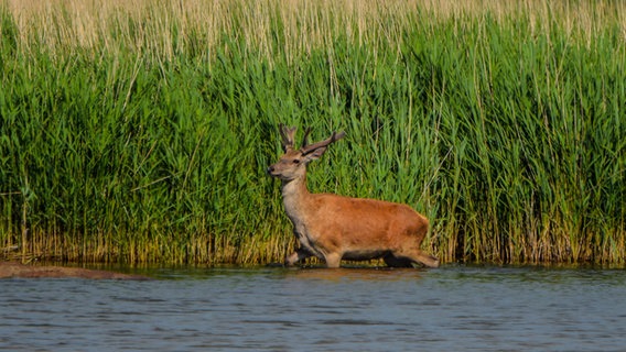 Ein Hirsch läuft in einem Gewässer. © NDR Foto: Carsten Weule aus Berlin