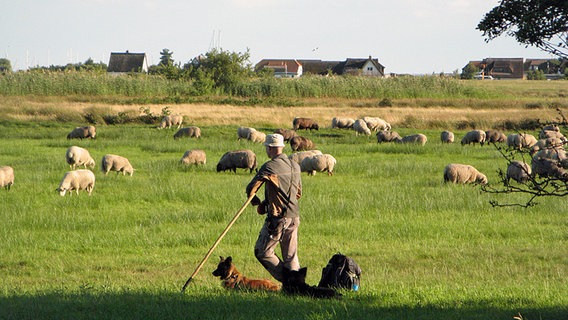 Ein Schäfer hütet Schafe. © NDR Foto: Christine Arendt von der Insel Hiddensee