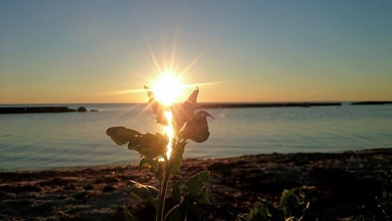 "Sonnenblume" © NDR Foto: Corinna Schaak aus Altenkirchen