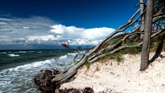 Ein entwurzelter Baum am Strand © NDR Foto: Marlis Börger aus Güstrow