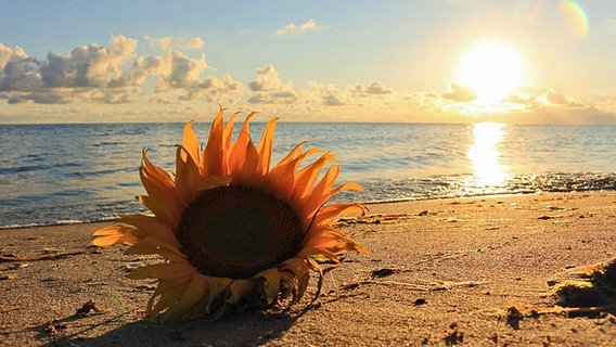 Sonnenblume am Strand © NDR Foto: Marcel Attendorn aus Neubrandenburg