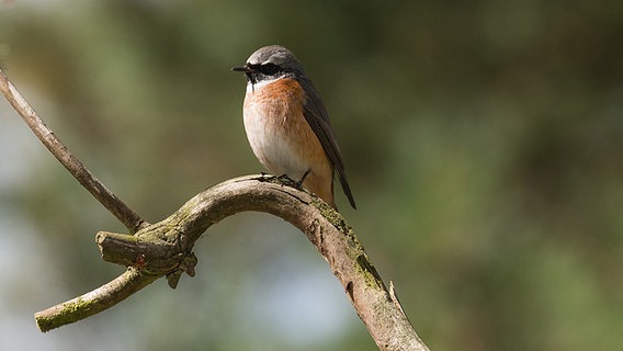 Kleiner Vogel auf einem Ast © NDR Foto: Marlis Börger aus Güstrow