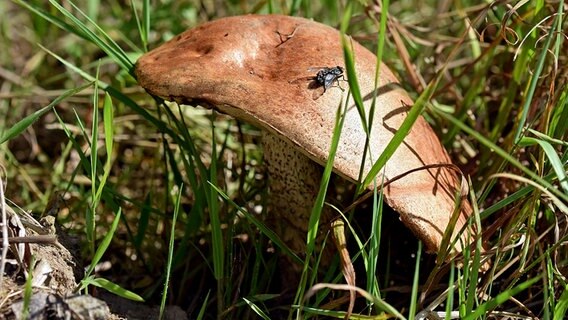 Eine Fliege auf einem Pilz © NDR Foto: Katrin Kunkel aus Ribnitz-Damgarten