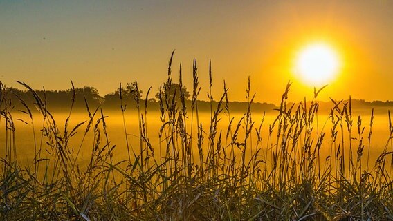 Sonnenaufgang über einer Wiese © NDR Foto: Detlef Meier aus Ducherow