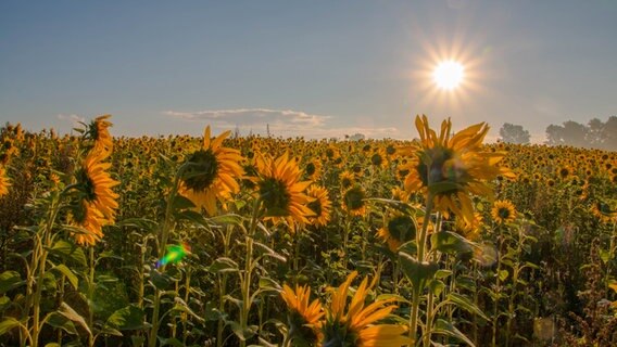 Sonnenblumenfeld mit untergehender Sonne © NDR Foto: Tino Schmidt aus Stralsund
