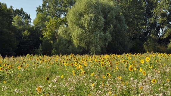 Sonnenblumenfeld © NDR Foto: Max Bachmann aus Sassnitz
