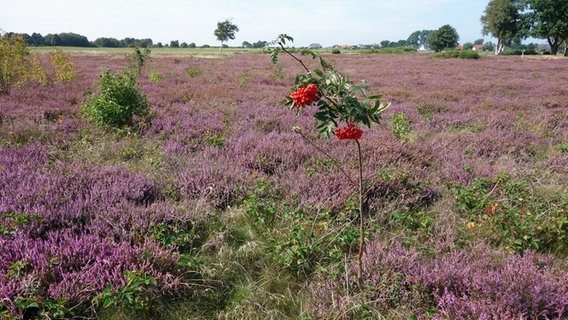 Heidelandschaft © NDR Foto: Heinz-Dieter Reinecke aus Rostock