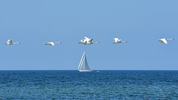 Schwäne fliegen in Reihenformation über das Meer. © NDR Foto: Katrin Kunkel aus Ribnitz-Damgarten