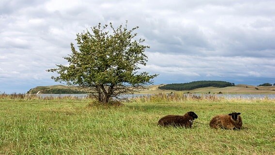 Zwei Schafe liegen auf einer Wiese. © NDR Foto: Norbert Brandt aus Neubrandenburg