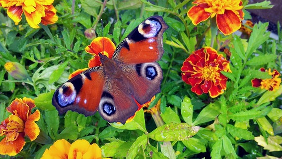 Ein Schmetterling auf einer Studentenblumen. © NDR Foto: Harald Bramigk aus Kamminke