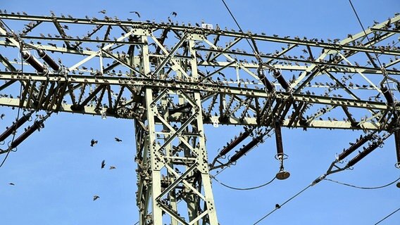 Strommasten sind von Zugvögel besetzt. © NDR Foto: Dieter Stolze aus Gernrode