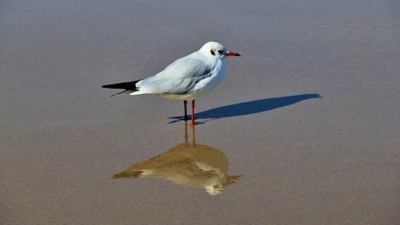 Eine Möwe spiegelt sich im Wasser. © NDR Foto: Sophie Sender aus Neustrelitz