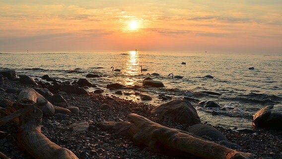 Sonnenuntergang an der Ostsee mit Schwänen © NDR Foto: Wolfgang Dee aus Neubrandenburg