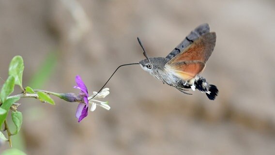 Ein Schmetterling trinkt Nektar. © NDR Foto: Katrin Kunkel aus Ribnitz-Damgarten