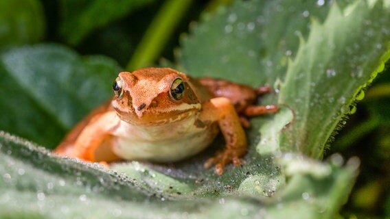 Frosch auf einem Blatt © NDR Foto: Georg Meyer aus Alt Reddevitz