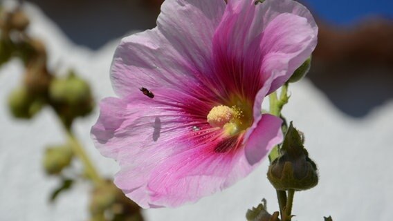 Käfer im Anflug auf eine Blüte © NDR Foto: Reinhard Niklas aus Lubmin