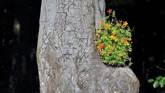 Eine Pflanze wächst in einem ausgebrochenen Astloch. © NDR Foto: Max Bachmann aus Sassnitz