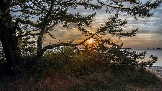 Blick durch das Geäst auf die am Meer untergehende Sonne. © NDR Foto: Günter Kamp aus Greifswald