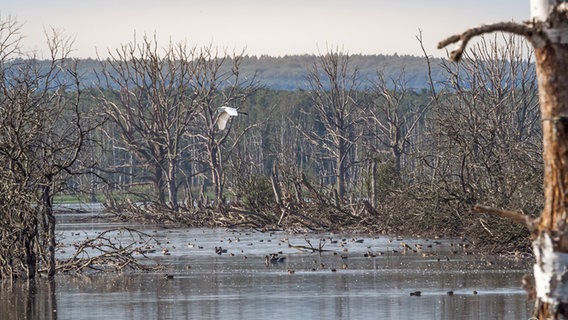 Kahle Bäume stehen an einem See. © NDR Foto: Frank Engel aus Parchim