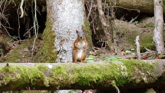 Eichhörnchen auf einem umgekippten Baumstamm. © NDR Foto: André Karow aus Stralsund