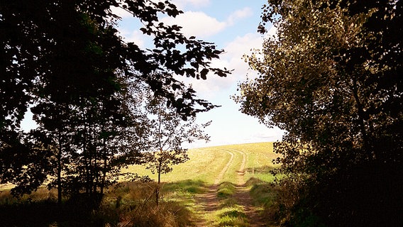 Blick aus einem Wald auf ein Feld. © NDR Foto: Veronika Schwarz aus Grammentin