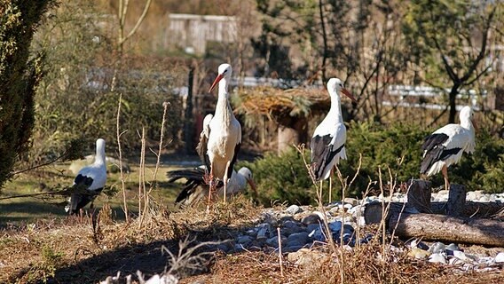 Störche im Tierpark © NDR Foto: Peter Witt aus Greifswald