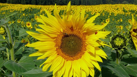 Sonnenblumenfeld bei Kleve © NDR Foto: Hans-Theo Janssen aus Kleve