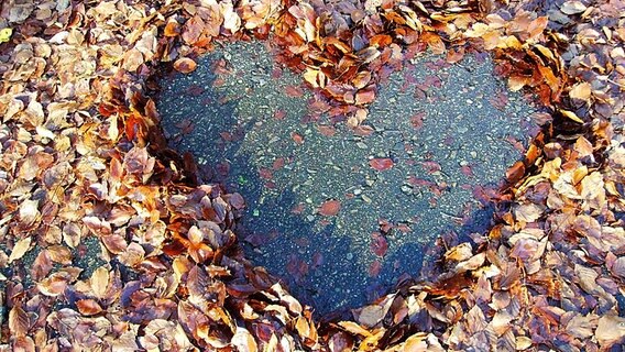 Ein aus Blättern geformtes Herz © NDR Foto: Erhard Kunis aus Marienberg/Erzgebirge
