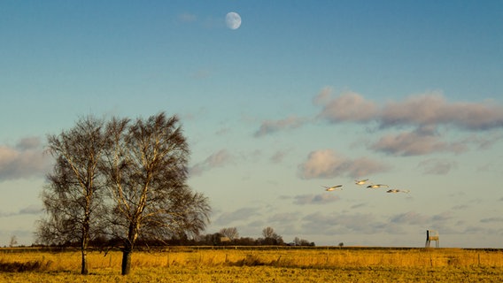 Mond über den Wiesen am Greifswalder Bodden © NDR Foto: Uwe Kantz aus Hinrichshagen