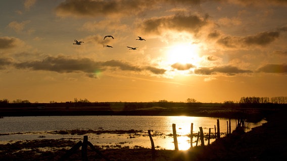 Die Nachmittagssonne über den Wiesen am Greifswalder Bodden © NDR Foto: Uwe Kantz aus Hinrichshagen