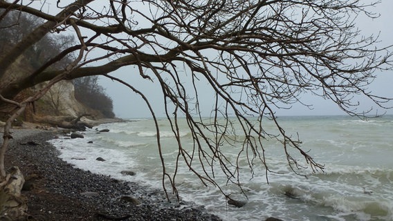 Vom Regen, Sturm  und Wellen entwurzelte und abgerutschte Bäume an Rügens Ostsseküste mit aufgewühltem Kreidewasser. © NDR Foto:  Elke Wiehle aus Elmenhorst