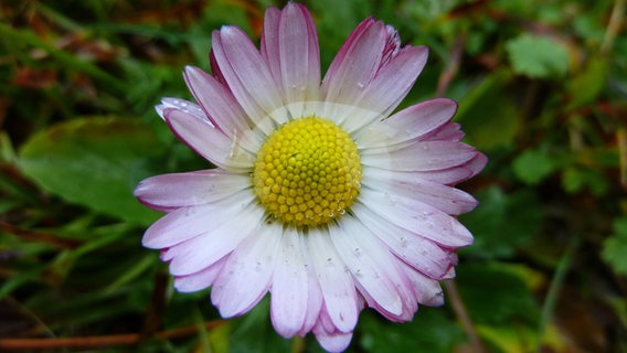 Keine Eisblume sondern ein Gänseblümchen blüht im Januar 2012 © NDR Foto: Gerald Schneider aus Kloster