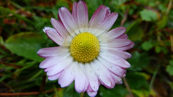 Keine Eisblume sondern ein Gänseblümchen blüht im Januar 2012 © NDR Foto: Gerald Schneider aus Kloster