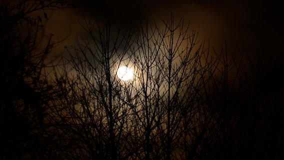 Der Mond hinter einigen Baumkronen am nächtlichen, bewölkten Himmel © NDR Foto: Jörg Nüssemeyer aus Greifswald