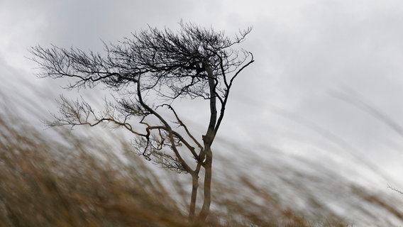 Windflüchter am Weststrand auf der Halbinsel Fischland - Darß - Zingst © NDR Foto: Jakob Wilden aus Krefeld