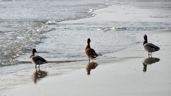 Drei Enten sitzen in den strandenden Wellen und schauen nach rechts. © NDR Foto: Elke Wiehle aus Delmenhorst