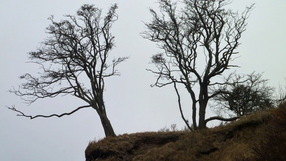 Zwei Bäume drohen bald auf einer Klippe ausgewurzelt zu werden © NDR Foto: Gerald Schneider aus Kloster/Hiddensee